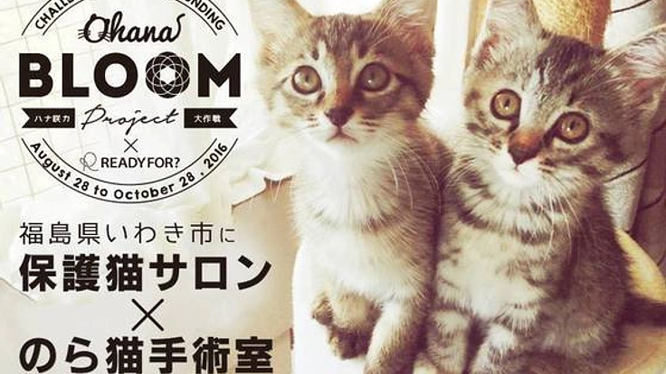 不幸な命を増やさない！福島に保護猫サロンとのら猫手術病院を！