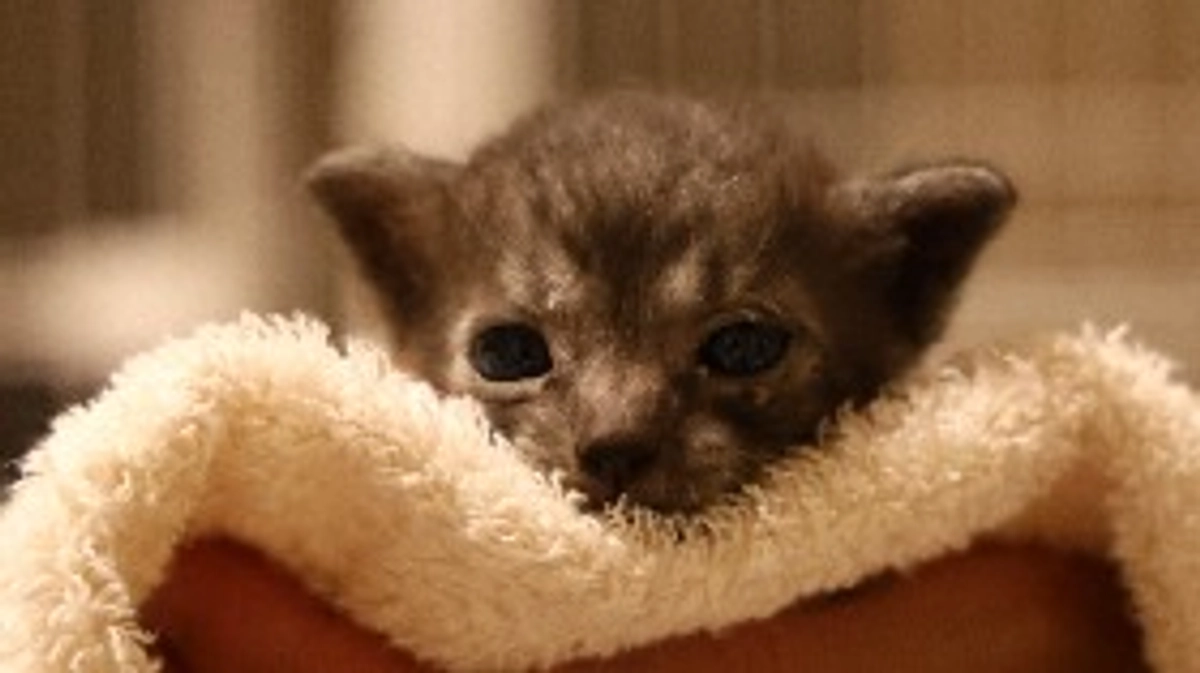 保護猫いぶきの手術費用ご支援のお願い