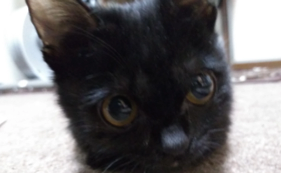 とあちゃんFIGHT！