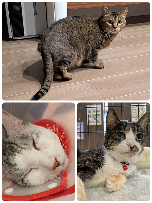 3匹の医療と2種類の譲渡会のご報告と今週の予定