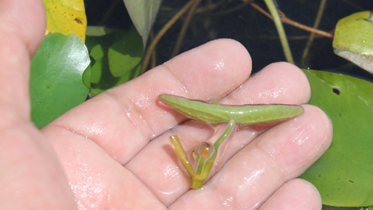 セルライト改善作用が見つかったじゅんさいの新たな効用を研究！