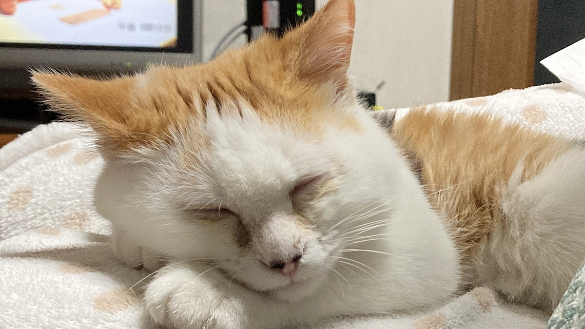 プロジェクト公開