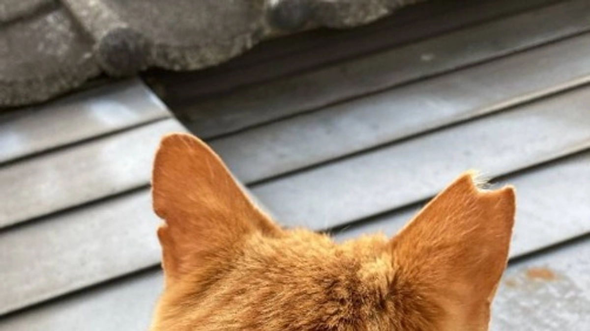 猫にゃんズリフォーム工事　足場組立開始！