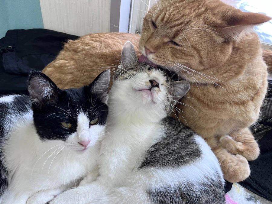 新しい家族募集中の保護っ子達の紹介です！