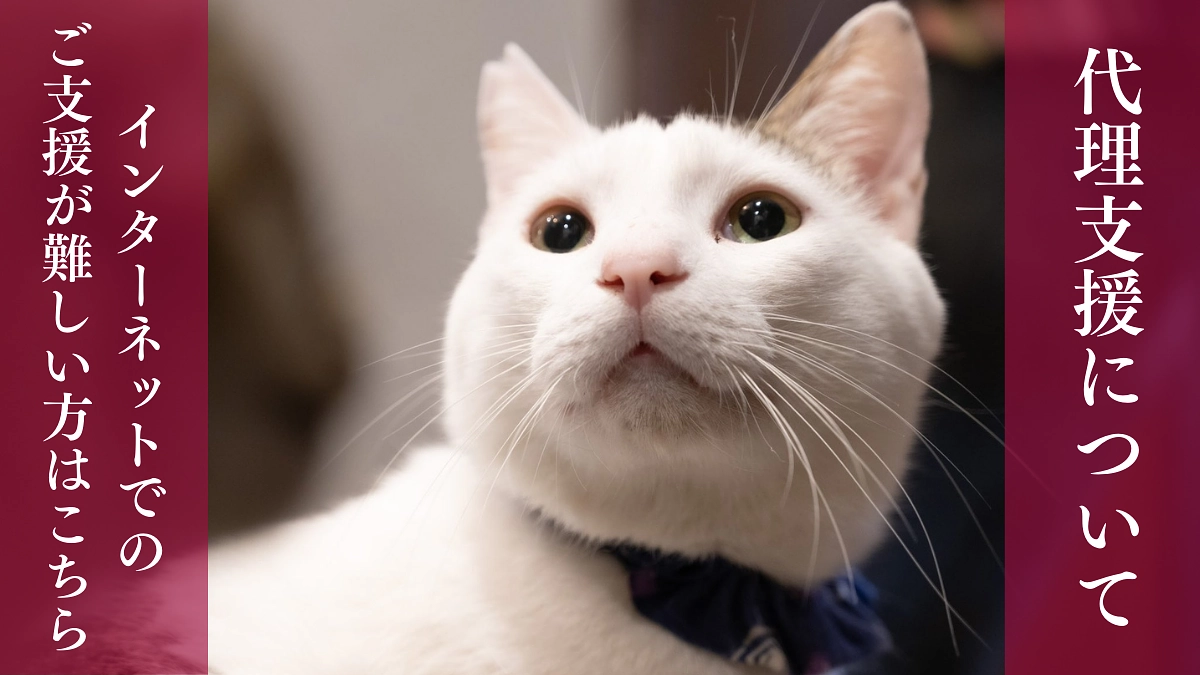 代理支援について🐱