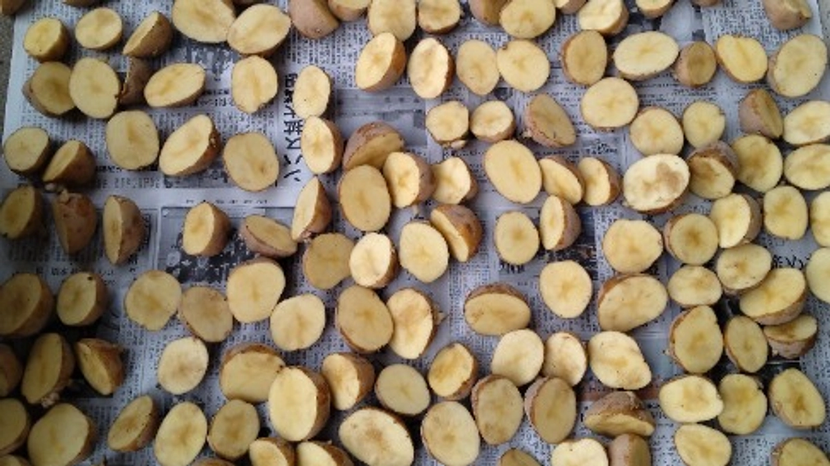 じゃがいもを植えました！　～その２　種芋～