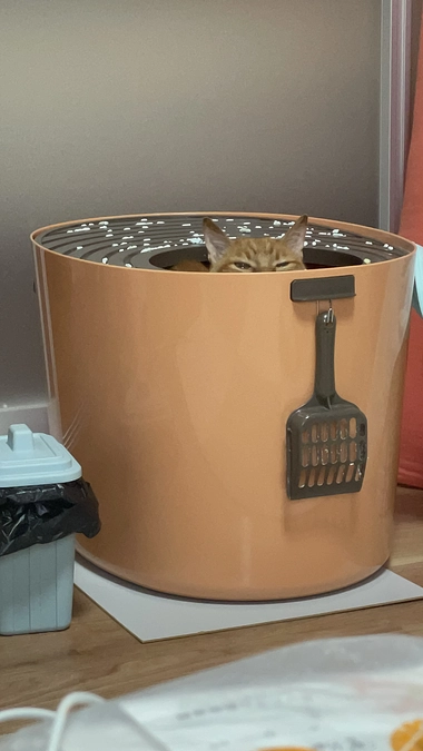 虎徹増量計画🐯