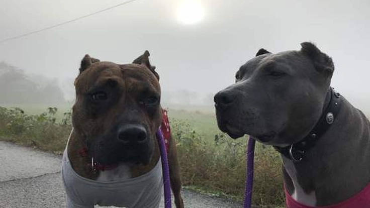 愛犬が教えてくれた本当のイヌのシアワセを伝えたい！