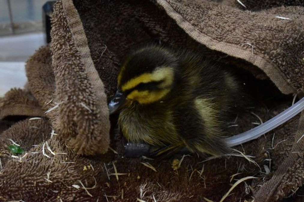 【保護情報と訃報】カルガモのヒナ