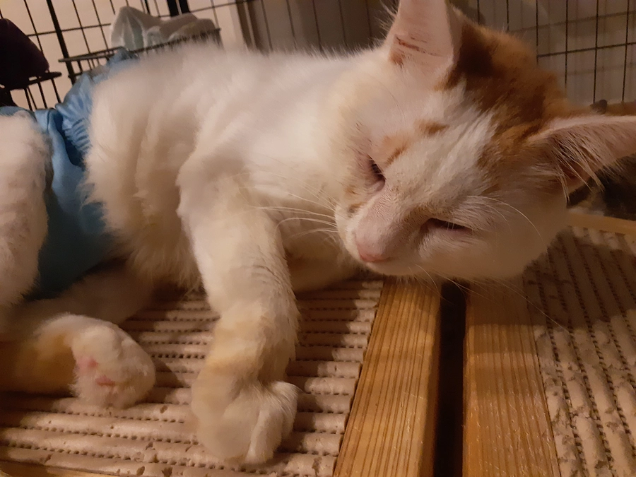 つきまろ君について