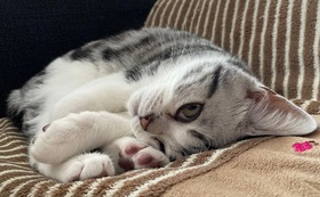 レイの応援3,000円