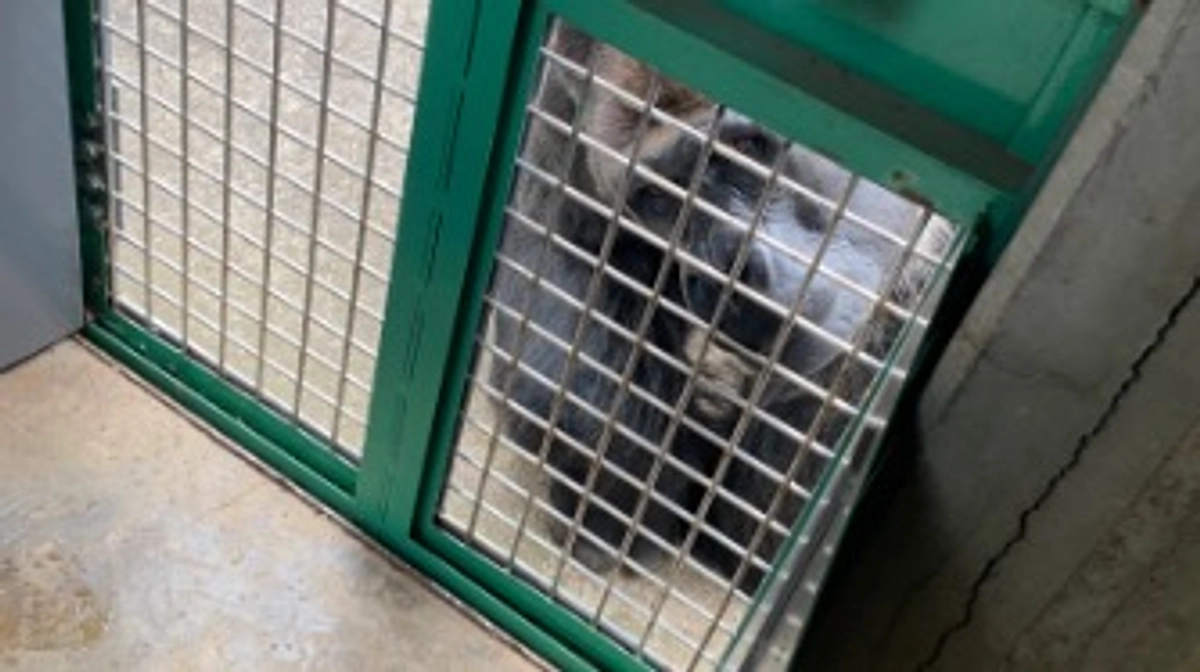 大人気ゴリラバックヤードツアー平日コース追加します！