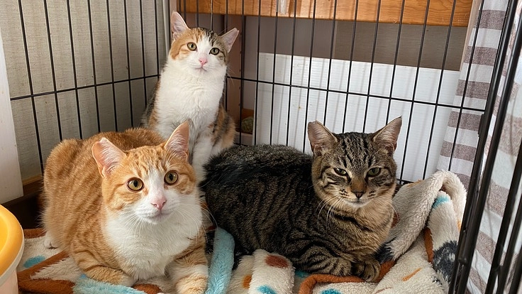 野良猫達を救いたい！保護猫活動を継続していきたい！