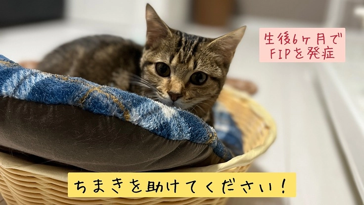 FIP（猫伝染性腹膜炎）にかかってしまったちまきを助けてください！