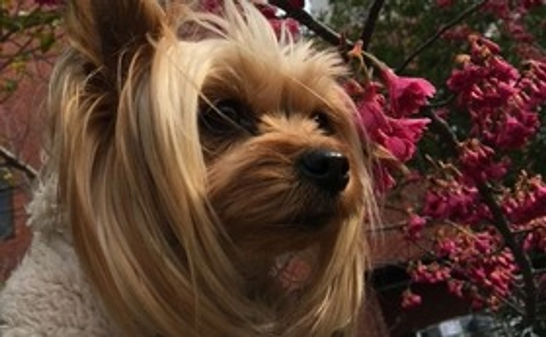 感謝のメッセージ+事業報告+商品サンプル（肉球クリーム）お届け