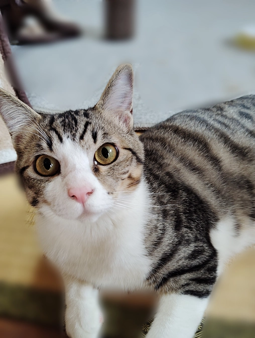 保護猫子猫ちゃん　どらやき