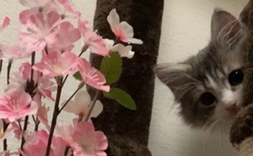 りむくん応援コース２