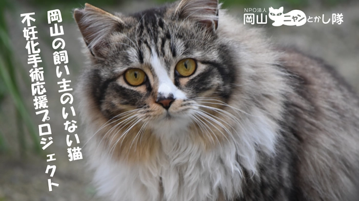 岡山の飼い主のいない猫不妊化手術プロジェクト