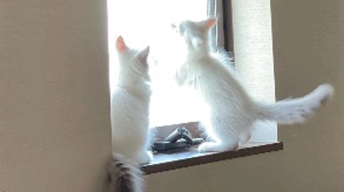 にゃんにゎんにゃんの日に残念なお知らせです。