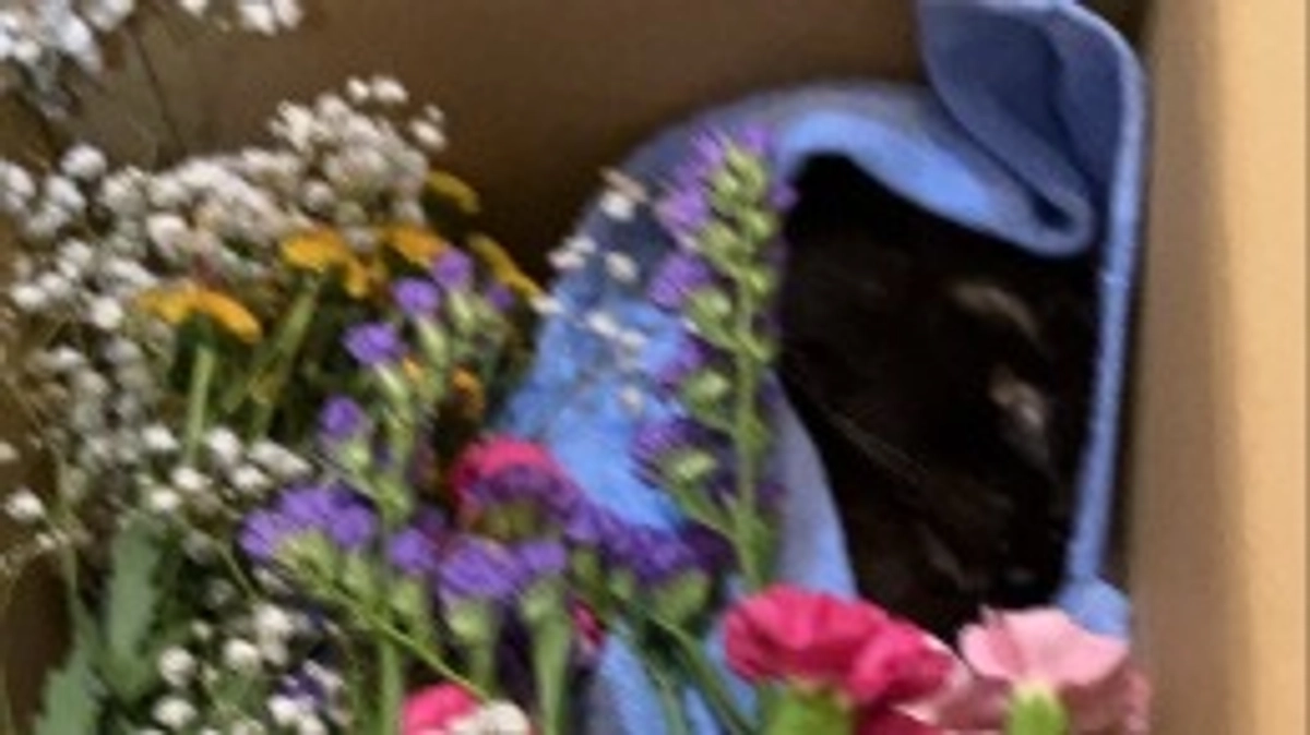 モカ亡くなりました。