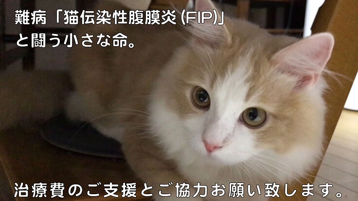猫伝染性腹膜炎/FIPから猫の命を救う為に今私たちにできること