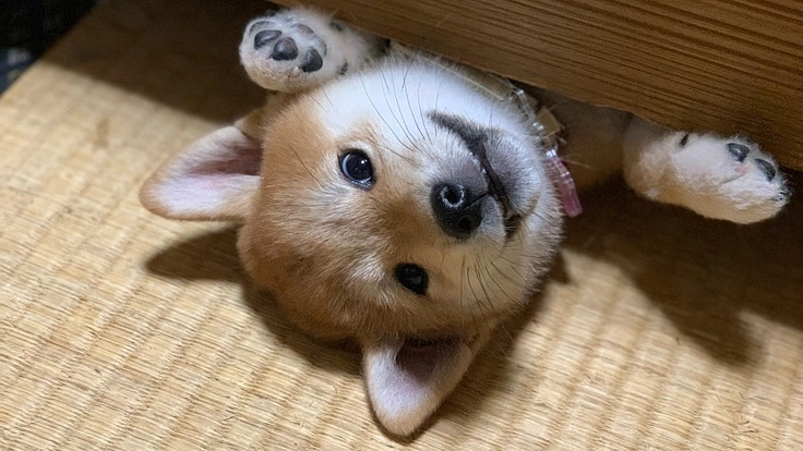 犬の亡くなる命を守るため飼育の施設環境を整備したい