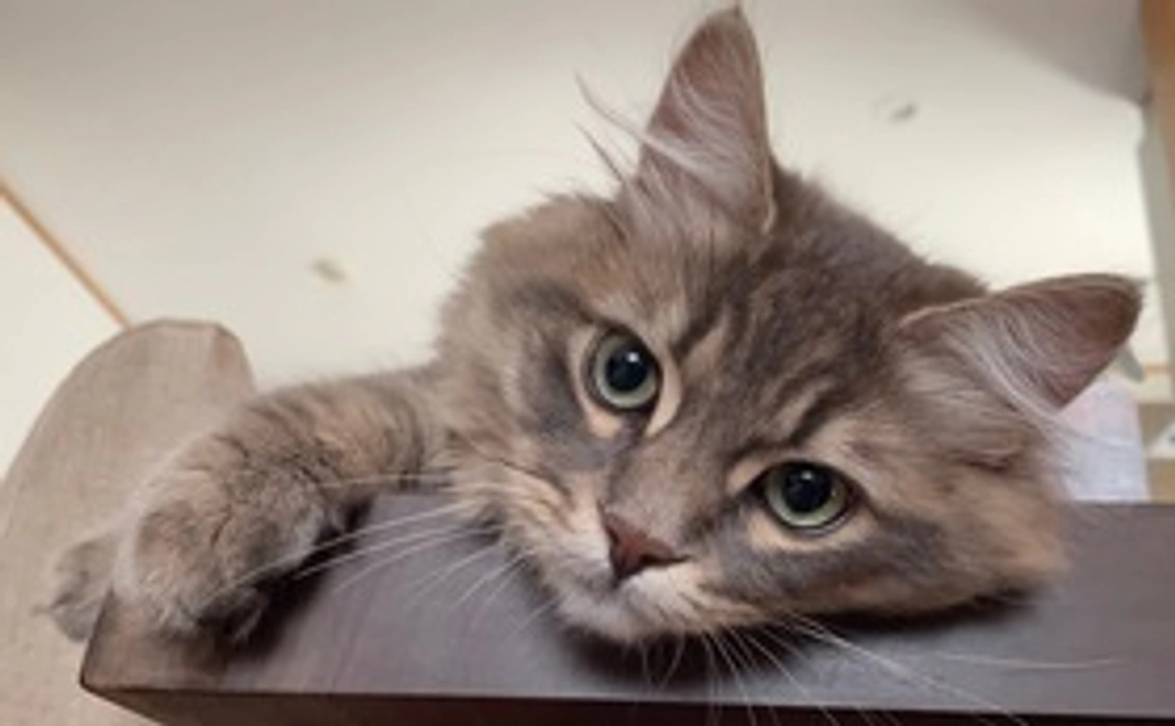 ベルちゃん応援コース（5000円）