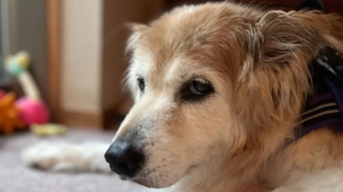 【現在52%！】スーパーおばあちゃんアイドル"きなこ"ちゃんも大応援！！