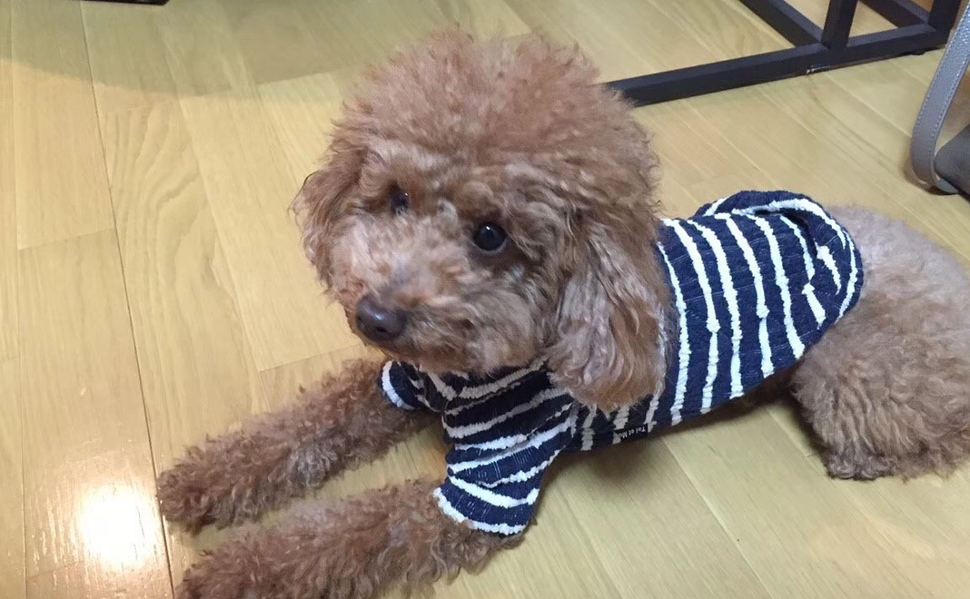 アッシュを助けてください1