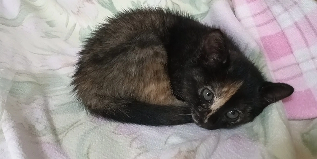 送ってきました