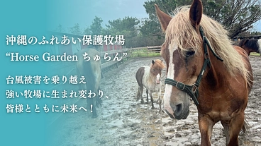 動物たちが安全に暮らせるように。沖縄の保護牧場「ちゅらん」再建へ！ のトップ画像