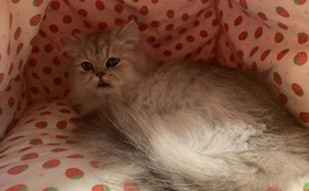 2000円(リターン不要)ばぶ応援