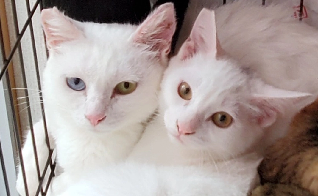 HPにお名前掲載コース|1万円