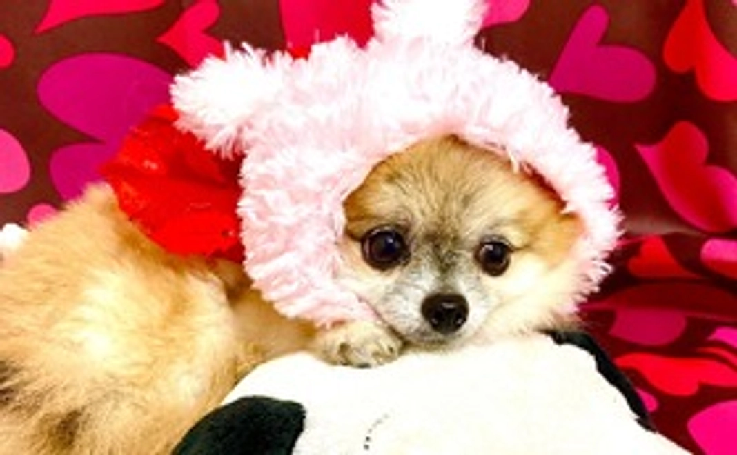 感謝のメールをお送りいたします