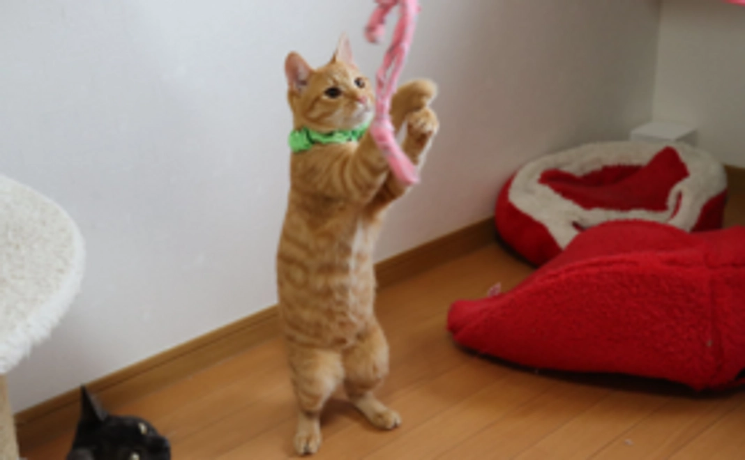 サンクスレター