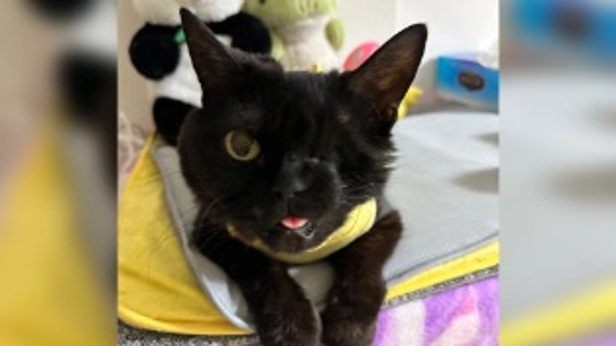 ウインクキャットについて