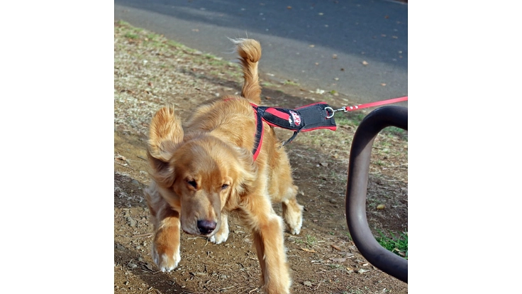 大切な人のもしもの時に！行方不明者を探す民間捜索犬を育てたい！ 2枚目