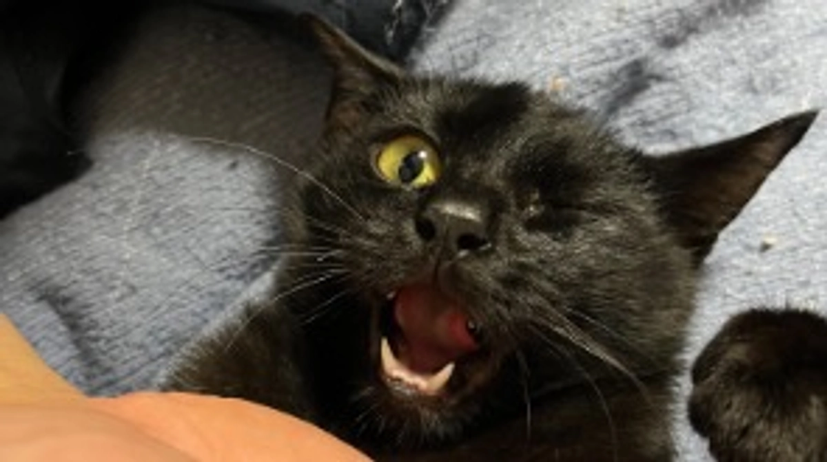 おはぎの近況報告