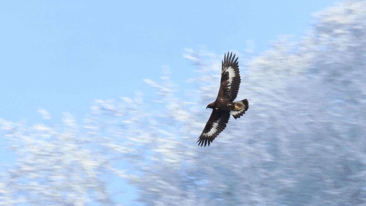 第14回 伊吹山イヌワシ観察会のお知らせ