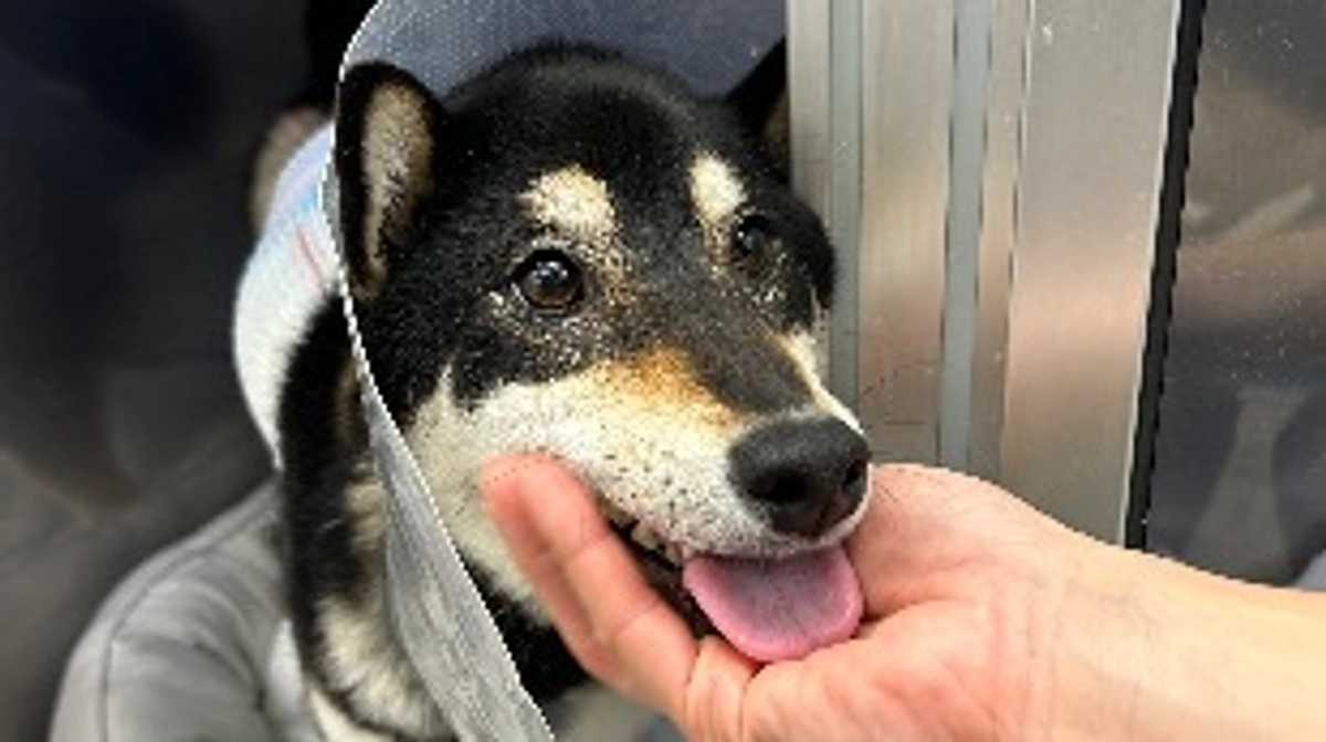 【報告】小春ちゃん、手術を受けました。