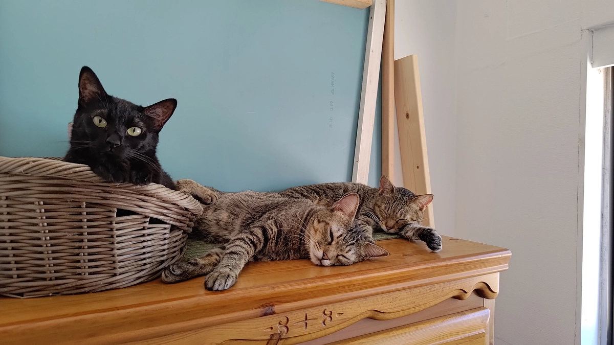 朋猫便り　③朋猫の女の子 byおきゅうQ