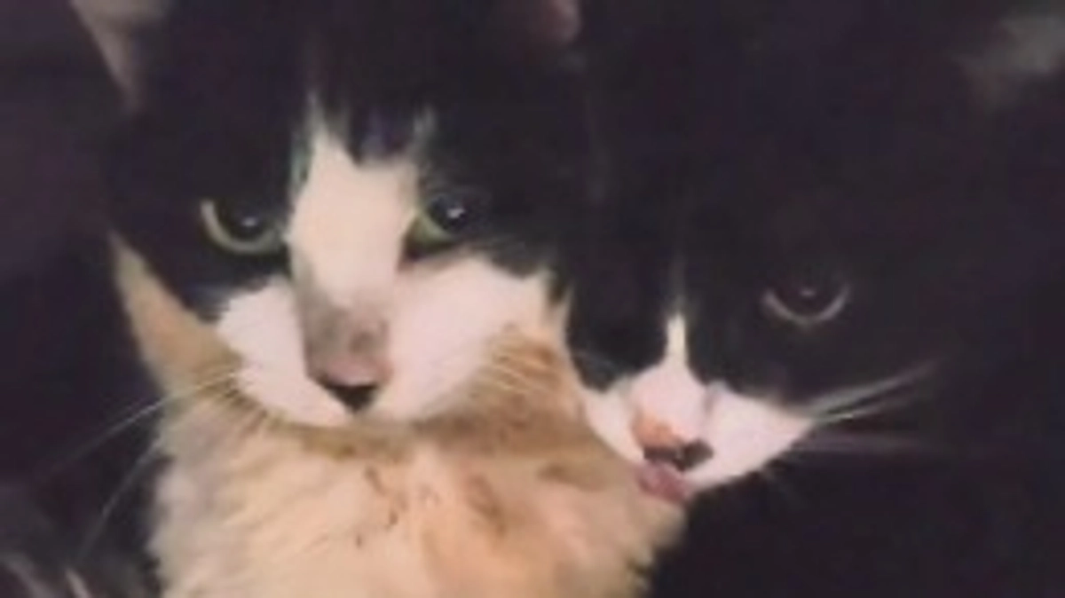 今日のマリアちゃん🐱