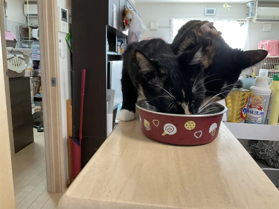 嬉しい悲鳴・・・