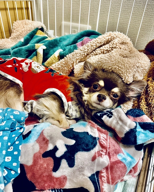 2024/1/6  クラウドファンディング残り22日‼︎  栗ちゃん 声が出ました‼️