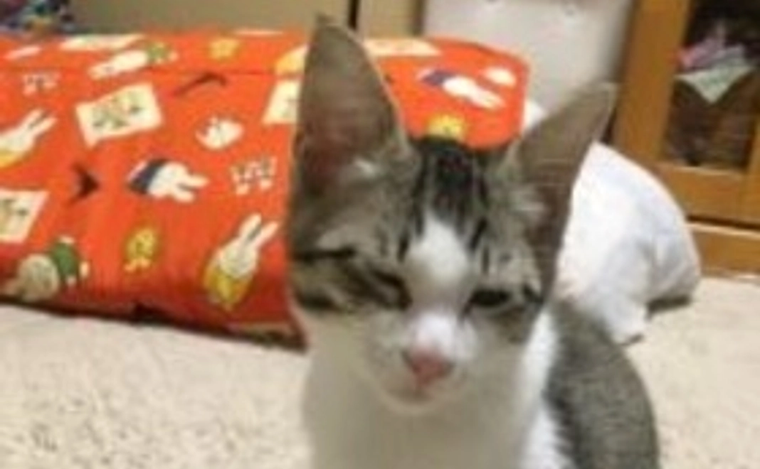 りき応援コース①