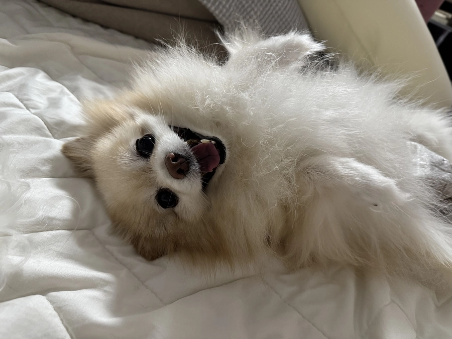 今日の夜のちゅらです☺️