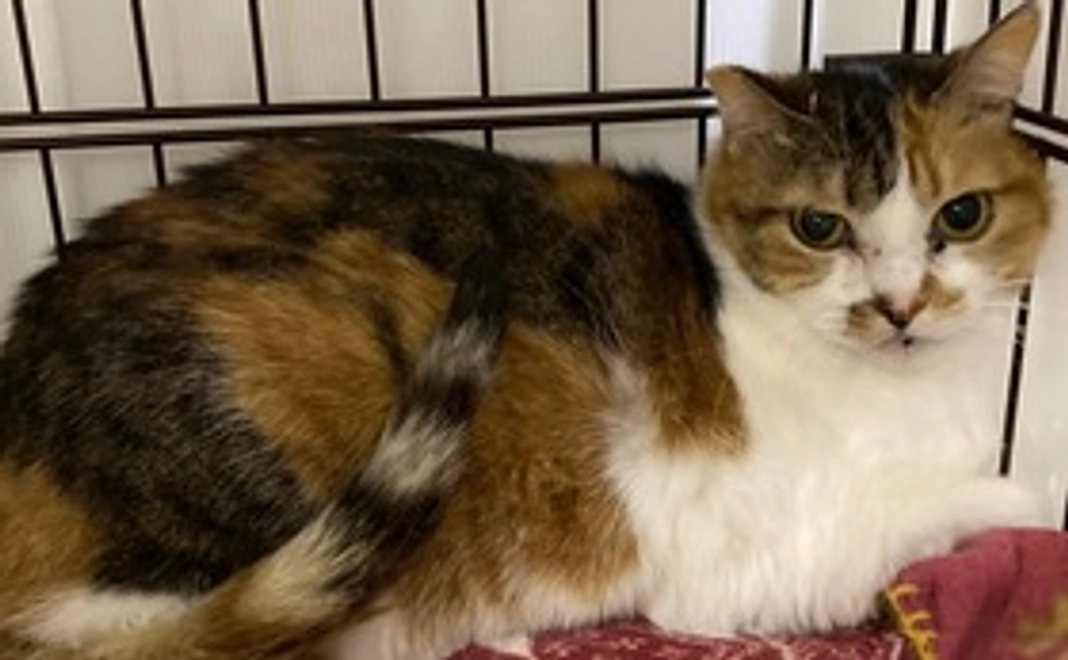 3,000円ご支援=感謝のメール