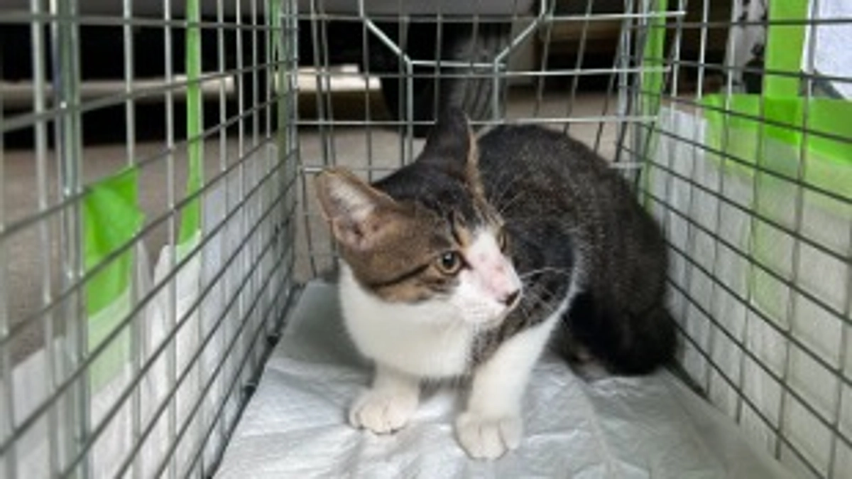 TNRを進めていきます！