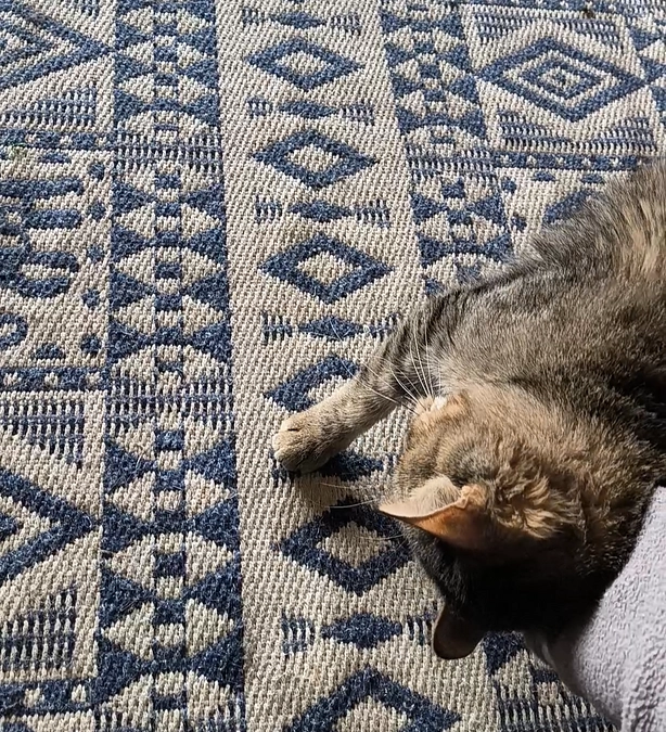 いよかんさんの今