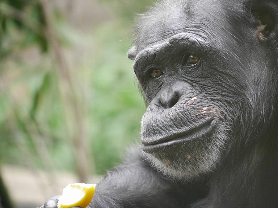 クミコもウイルス陰性化達成！！！そして、あと４日